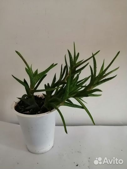 Суккуленты