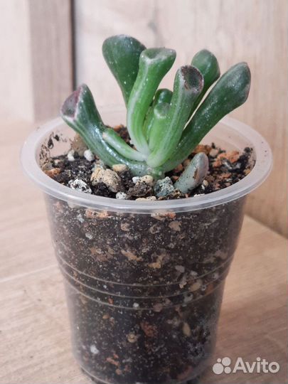 Крассулы различные