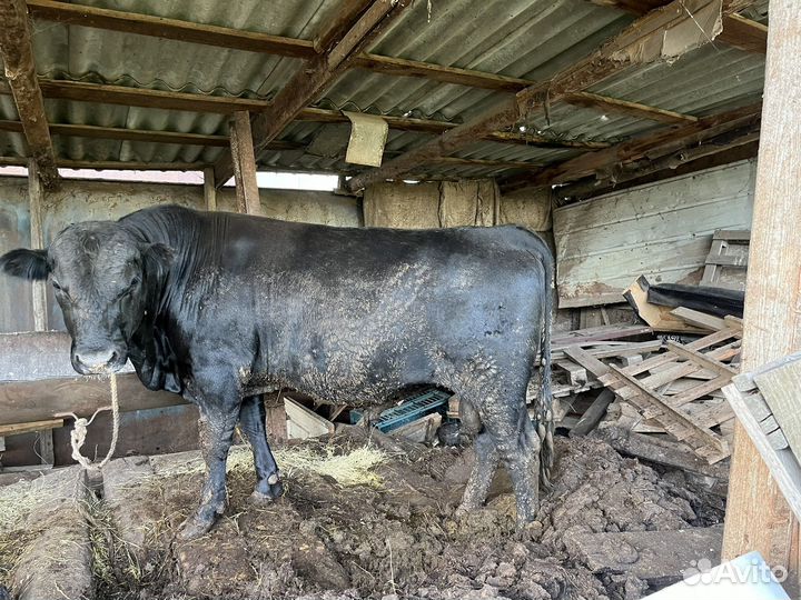 Абердин ангус