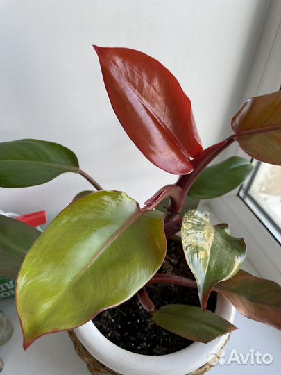 Филодендрон