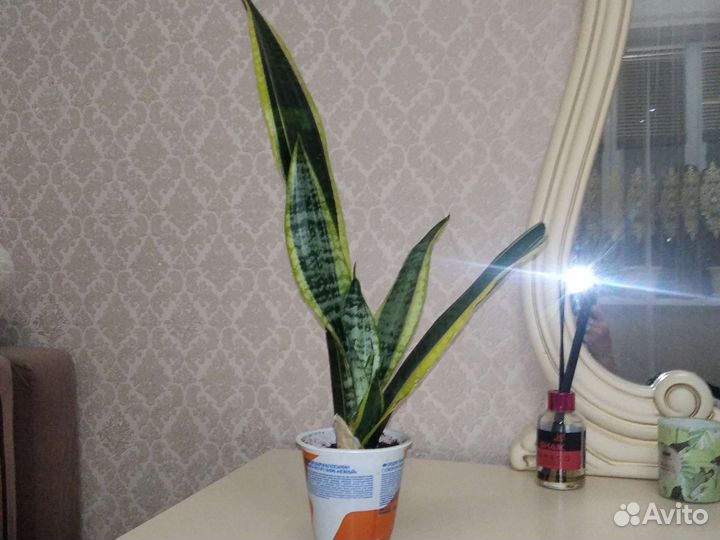 Комнатные цветы