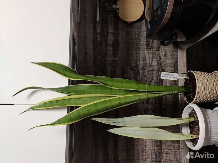 Сансевиерия сортовая Натали