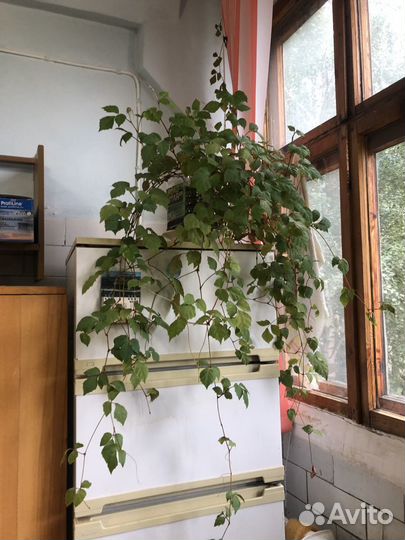 Цветы разные. Замиокулькас (Долларовое дерево)