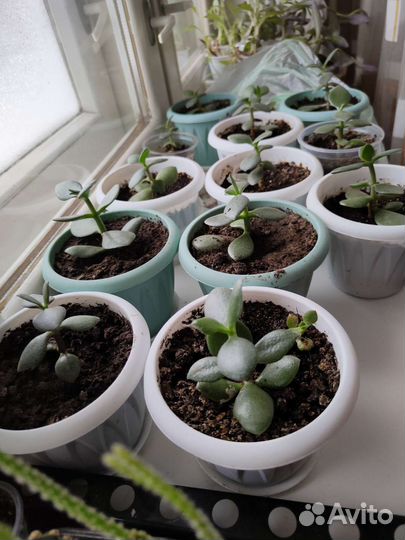 Толстянка Денежное дерево