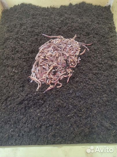 Червь Дендробена