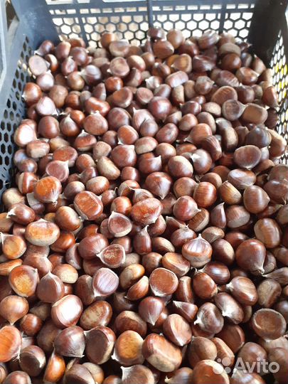 Каштаны лесные