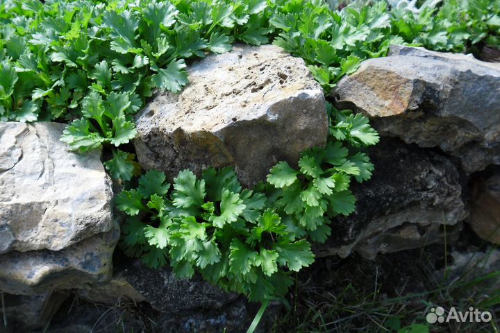 Многолетники