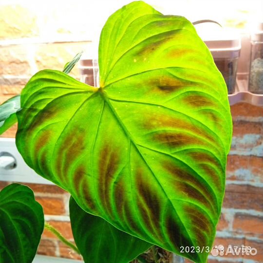 Веррукозум бородавчатый