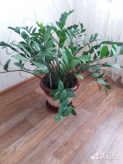 Замиокулькас