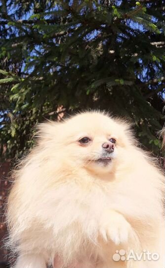 Помераночка