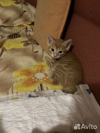 Котята курильский бобтейл