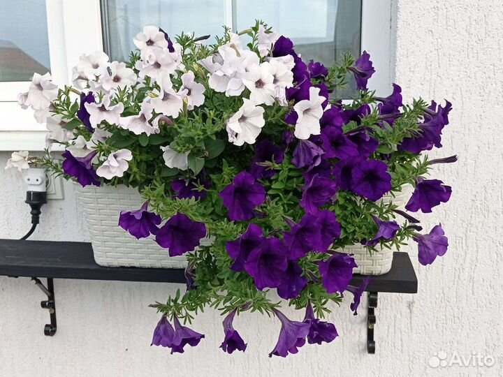 Кашпо с петуниями для балкона, окна (микс)