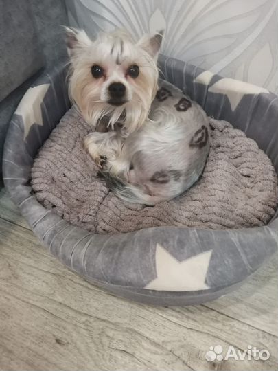 Йоркширский терьер вязка мальчик