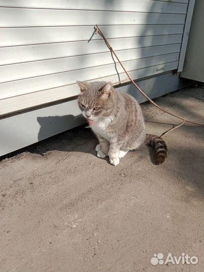 Кошка в надежные руки