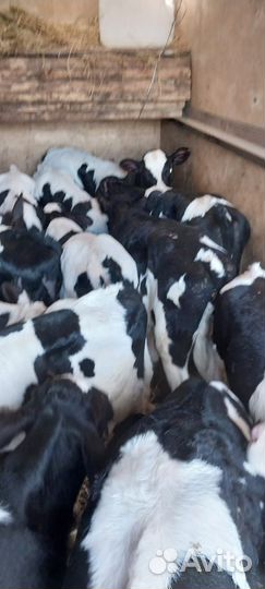 Бычки телята