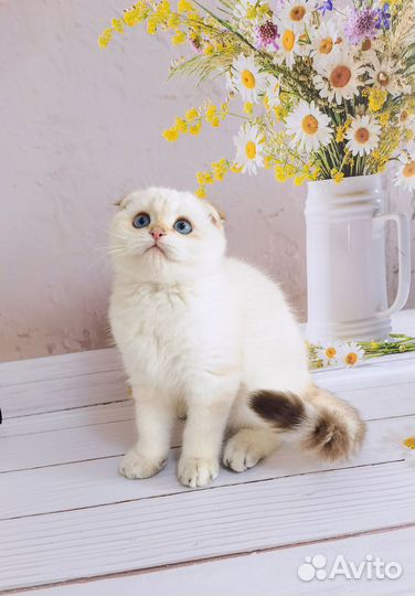 Шотландский вислоухий котёнок Золотая шиншилла