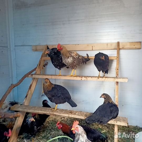 Молодые петухи