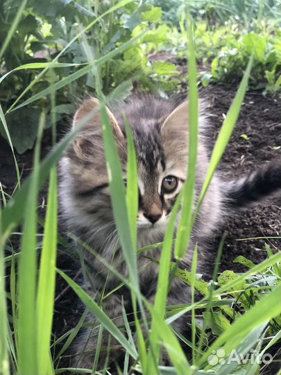 Отдадим котят в добрые руки