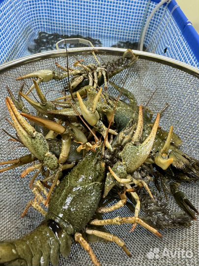 Ищу инвестора в магазин по продаже раков