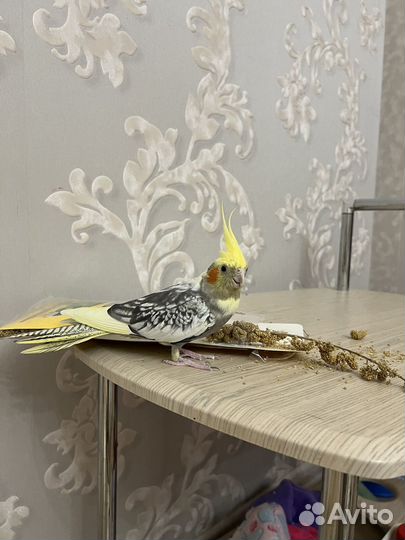 Попугай карелла самка
