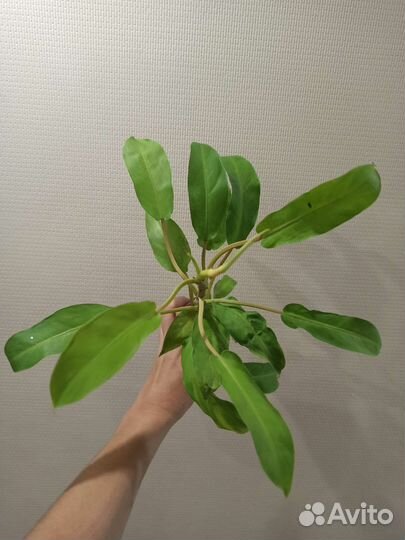 Филодендрон Тай Санрайз