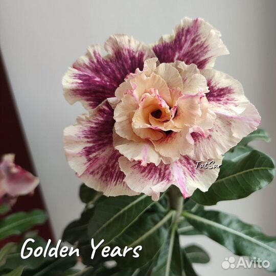 Адениум черенки (срез)