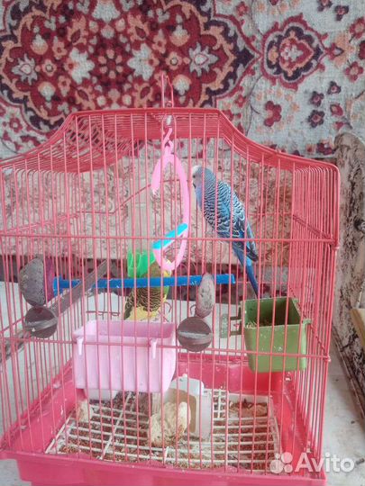 Волнистый попугай пара