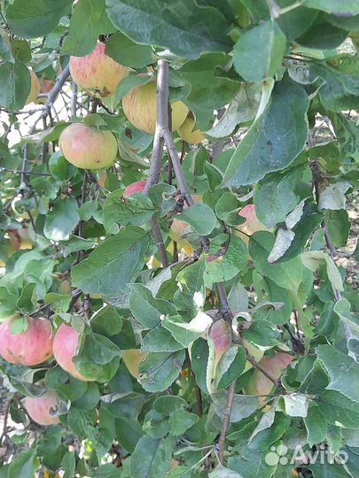 Яблоки домашние