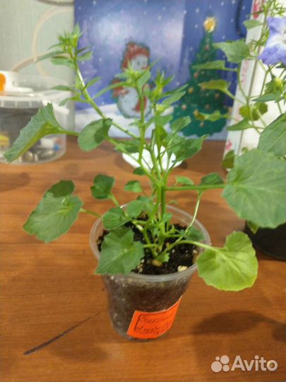 Кампанула махровая Дублин Биколор