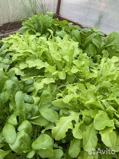 Свежая зелень