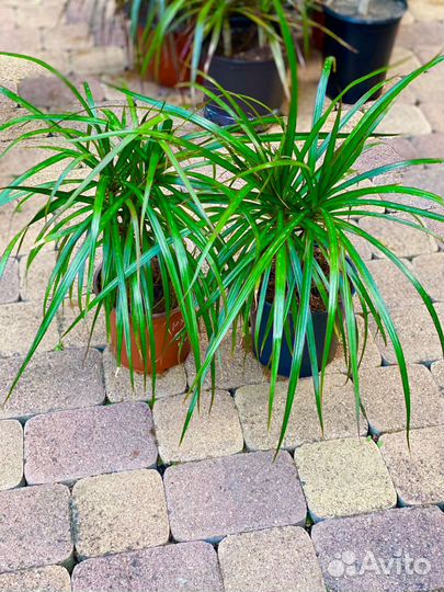 Пальма драцена