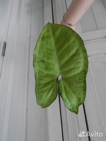 Сингониум сорта White Butterfly (Белая Бабочка)