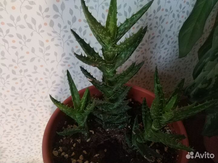 Алоэ растопыреннй