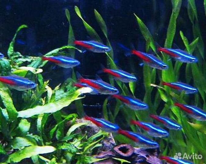 Аквариумные рыбки