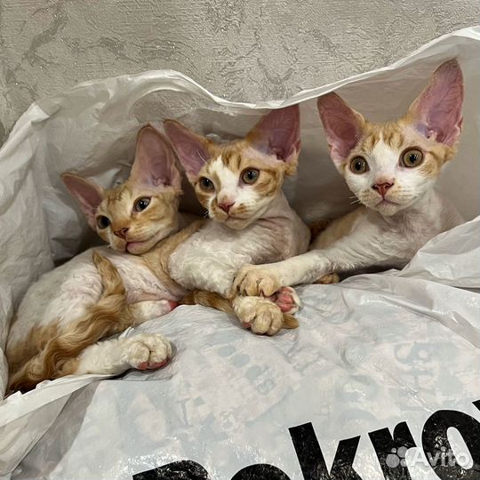 Девон рекс -Devon rex котята питомник Екатеринбург