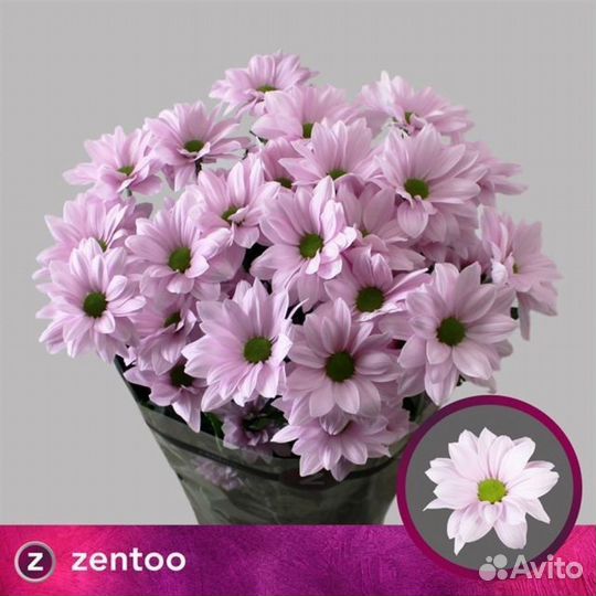 Цветы оптом хризантемы