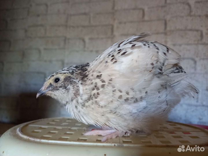 Перепел Феникс серебристый