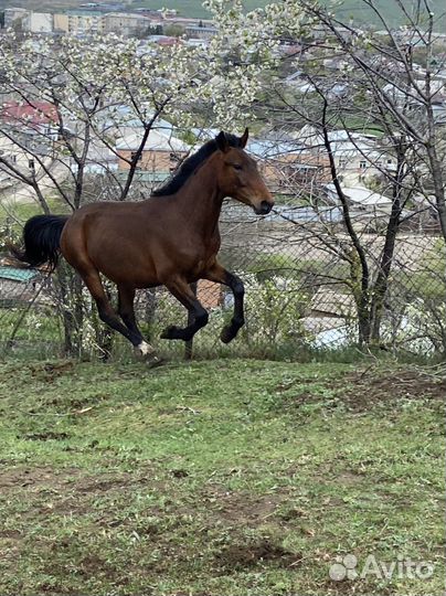 Карачаевский жеребец
