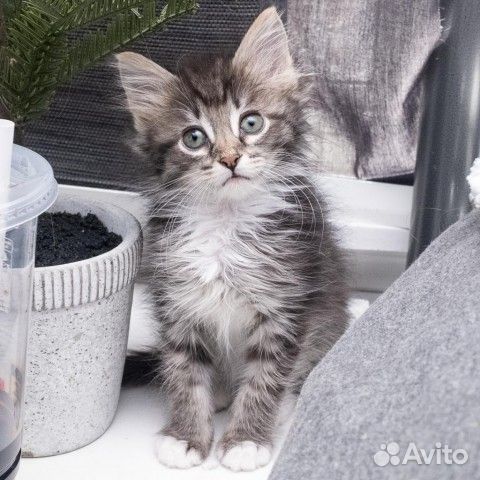 Котята много разных окрасов в добрые руки