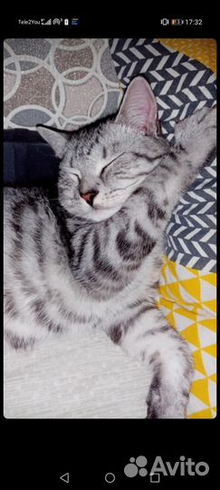 Шотландский кот