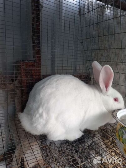 Кролик продам