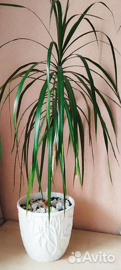 Пальма драцена