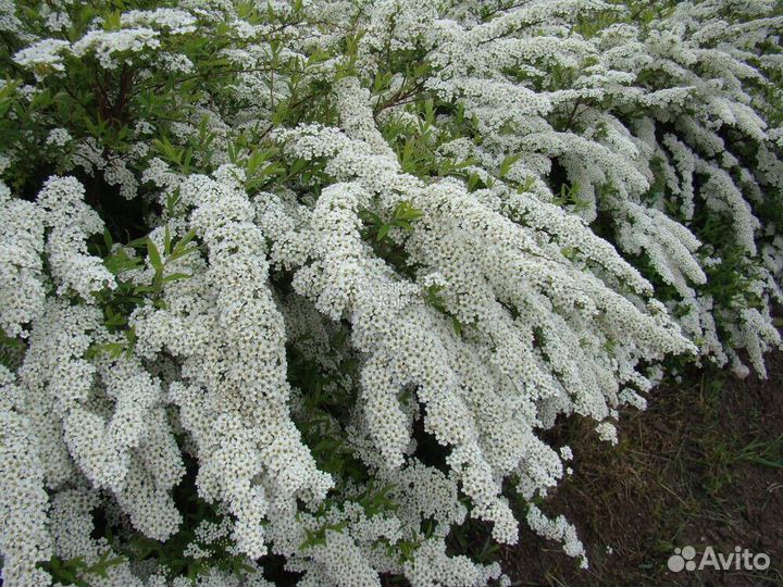 Спирея серая Грефшейм