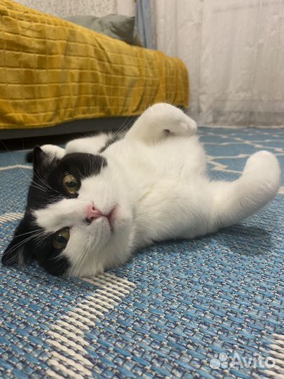 Кот на случку