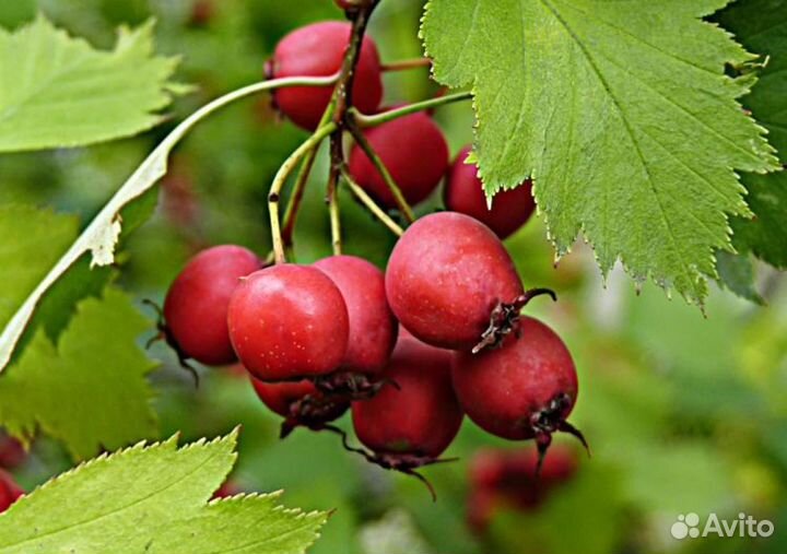 Саженцы боярышника