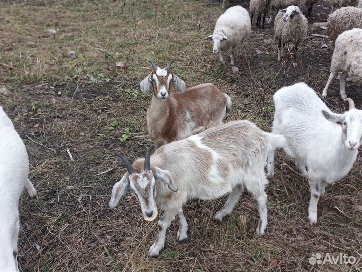 Продам козочек первородок