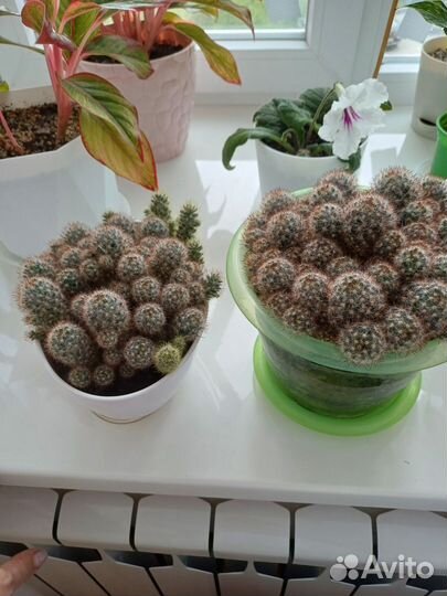 Кактус маммилярия