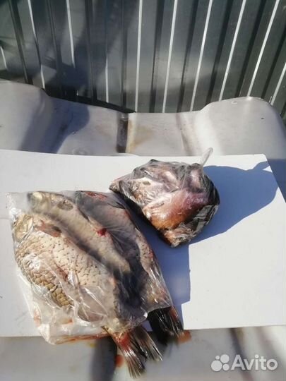 Живая рыба карась щука лещ плотва окунь