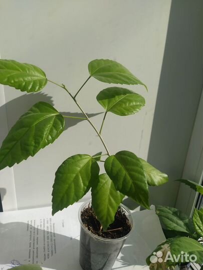 Толстянка, гибискус