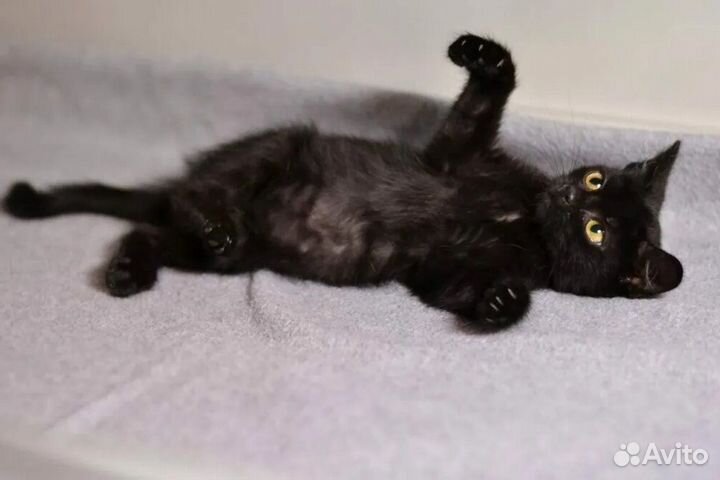 Чисто черные котята без белого